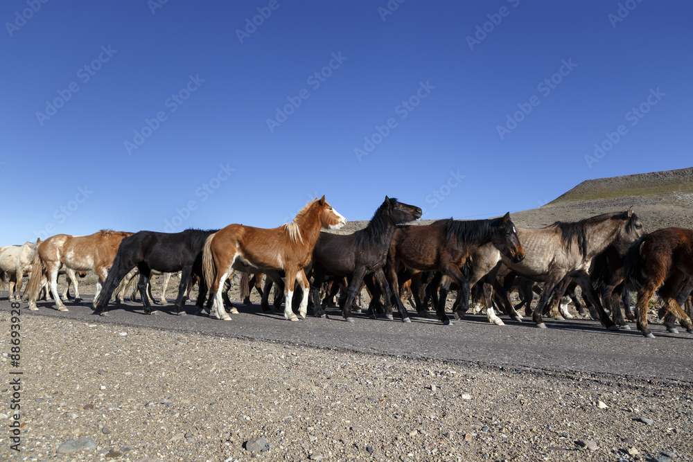 Obraz premium Band of Horses