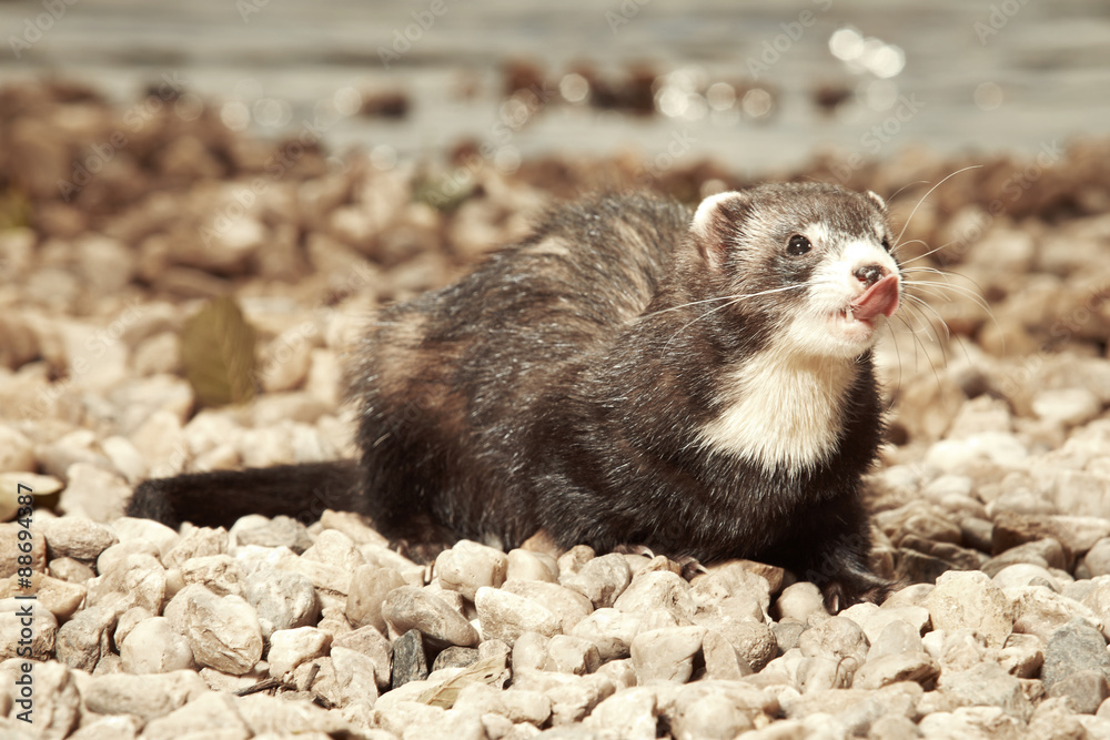 Ferret posing on gravel beach for pet portraits Ferret posing on gravel beach for pet portraits