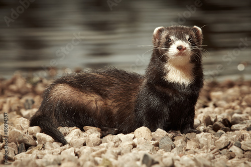 Black ferret female photo