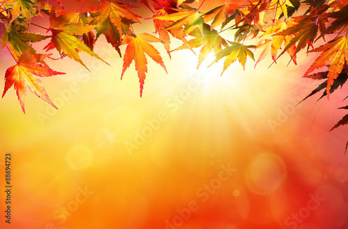 Autumn background with red leaves and sunshine