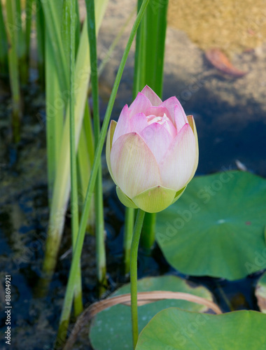 Blooming Lotus flower (Nelumbo nucifera) in pond. Botanical Garden University of Karlsruhe, Germany photo