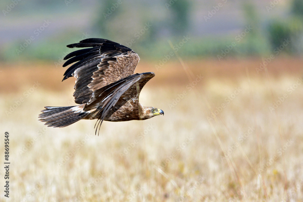 Fototapeta premium aigle