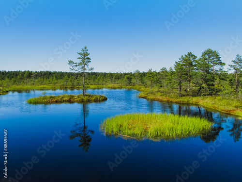 Island with pine tree on "Viru raba" bog in Estonia
