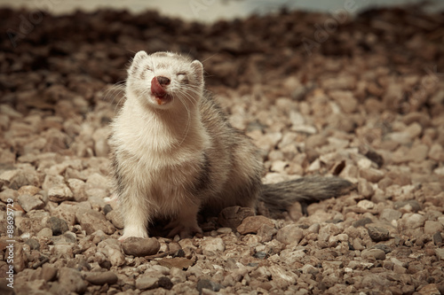 Silver ferret female smiling