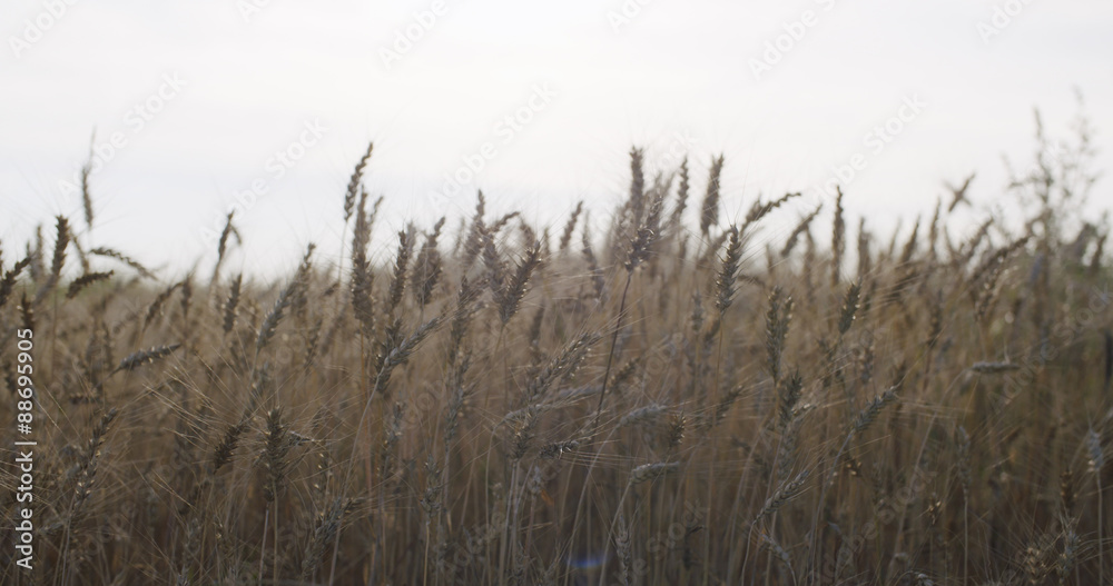 Fototapeta premium grain field with wheat or rye ready for harvest