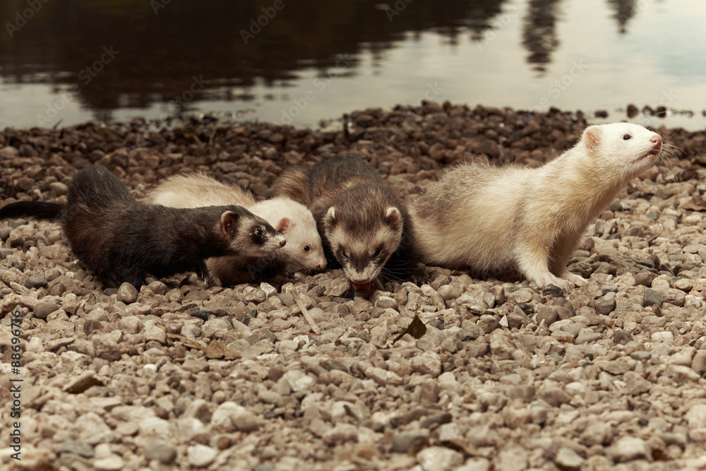 Four nice ferrets