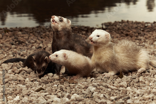 Group of ferret smiles
