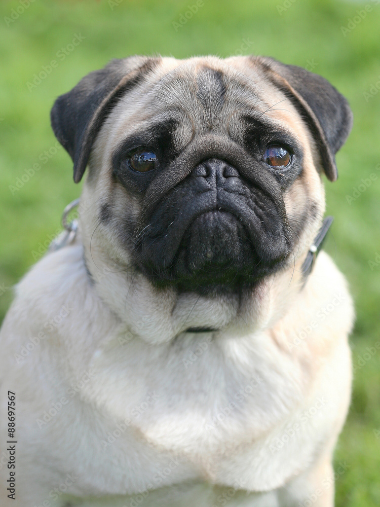 The portrait of Pug dog on a green grass lawn