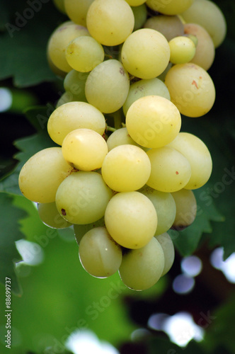  grapes ready to be harvested