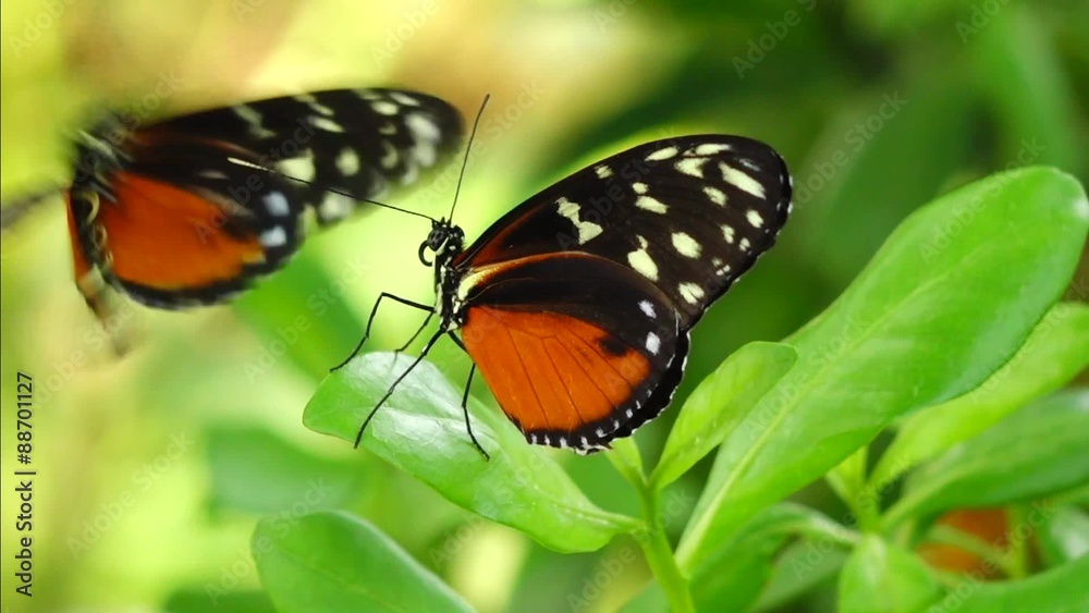 Tropical butterfly Tiger Passion Butterfly (Heliconius ismenius) Tropical butterfly Tiger Passion Butterfly (Heliconius ismenius)