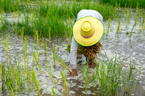 Thai farmer