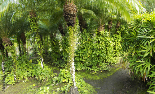 picturesque Habitation Anse Latouche garden in Martinique photo