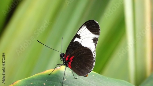 Tropical butterfly, Doris butterfly (Laparus doris) photo