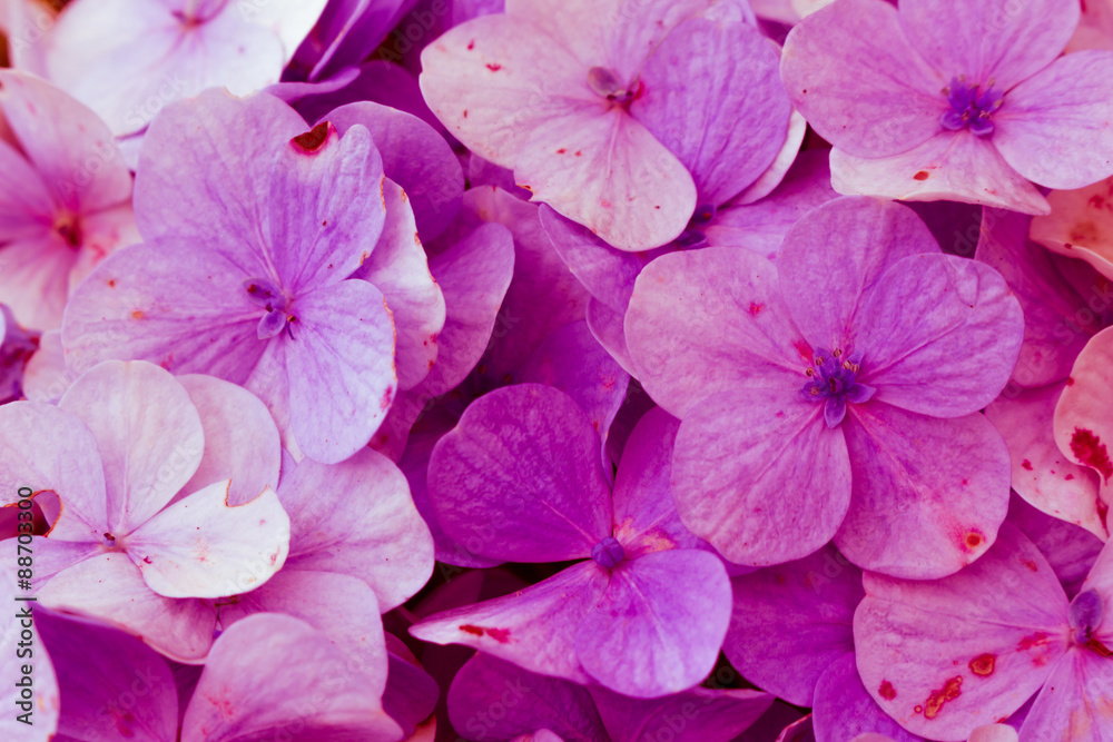 beautiful background pink flowers beautiful background pink flowers