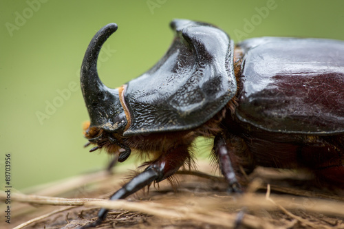 Scarabeo rinoceronte in primo piano di profilo