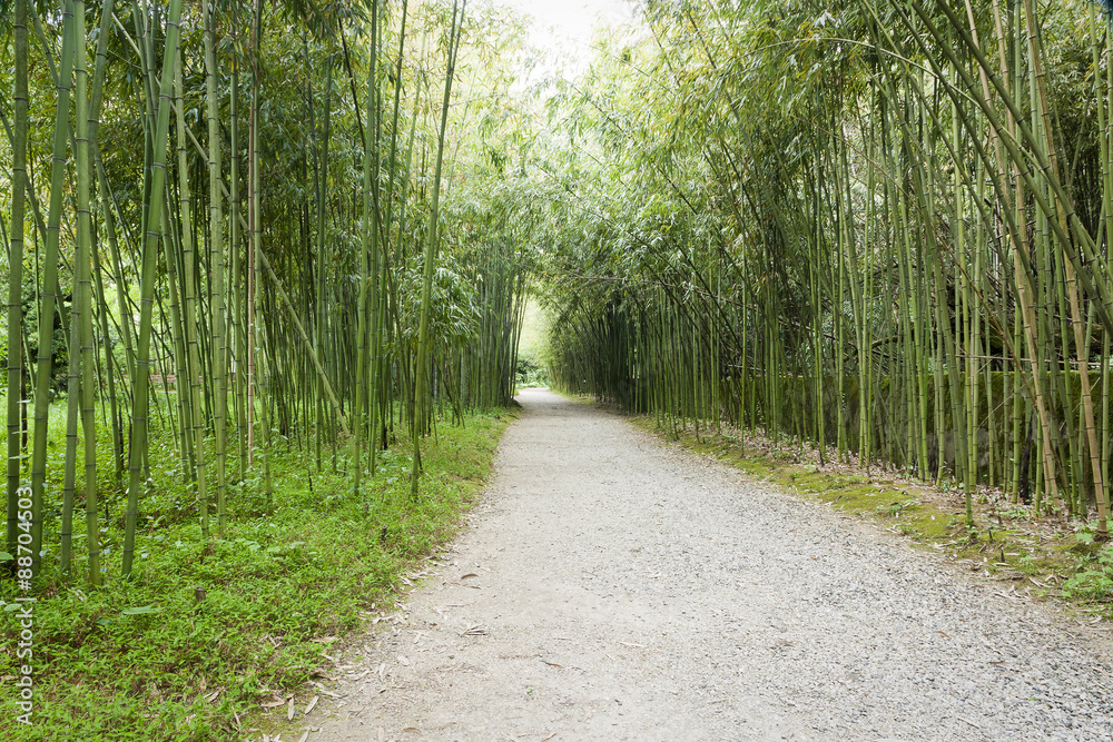 Fototapeta premium bamboo grove