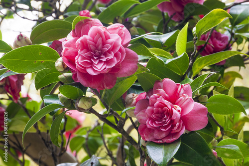 Flower camellia japonica photo