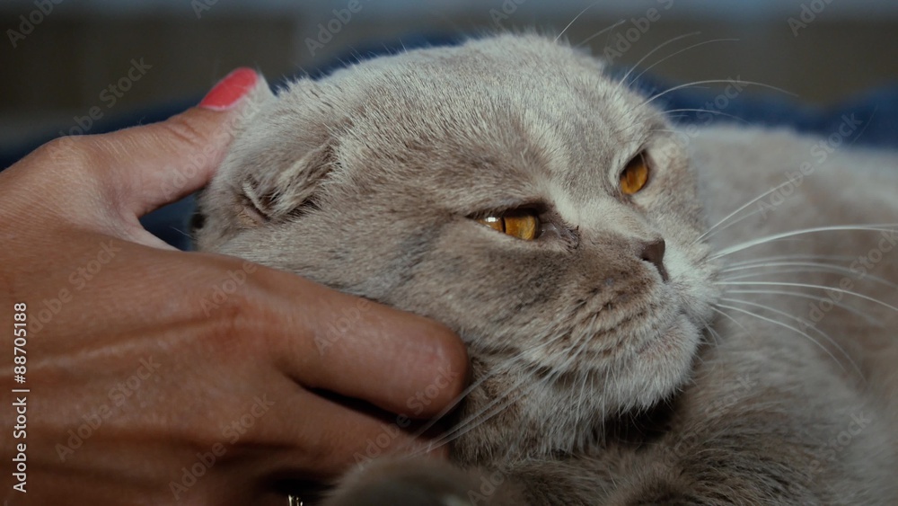 Scottish Fold Cat Closeup