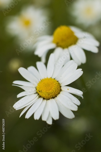 Chamomile flowers.