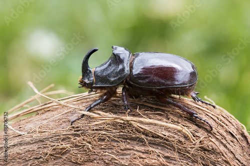 Scarabeo rinoceronte di profilo su noce di cocco