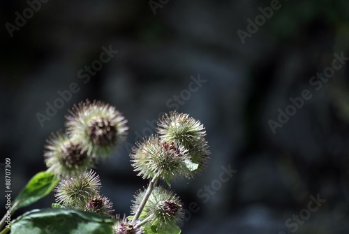 fiori di montagna