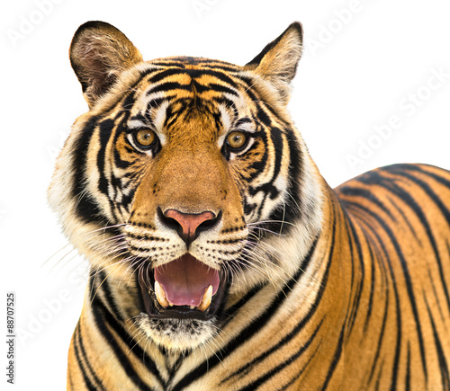 Tiger isolate on white background