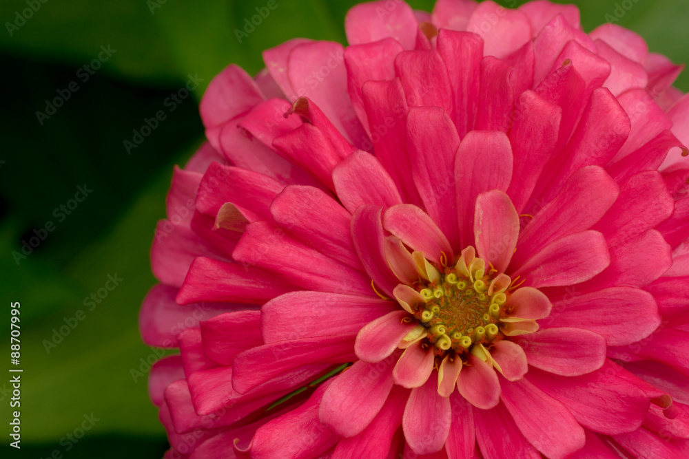 pink Zinnia Flower
