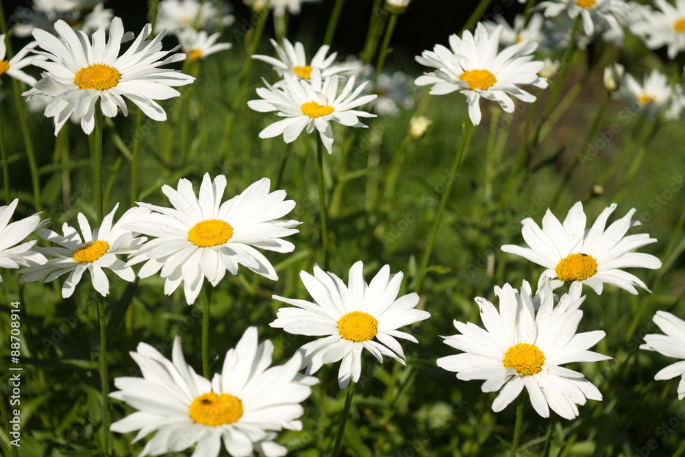 Field of camomile flowers. Flower texture Field of camomile flowers. Flower texture