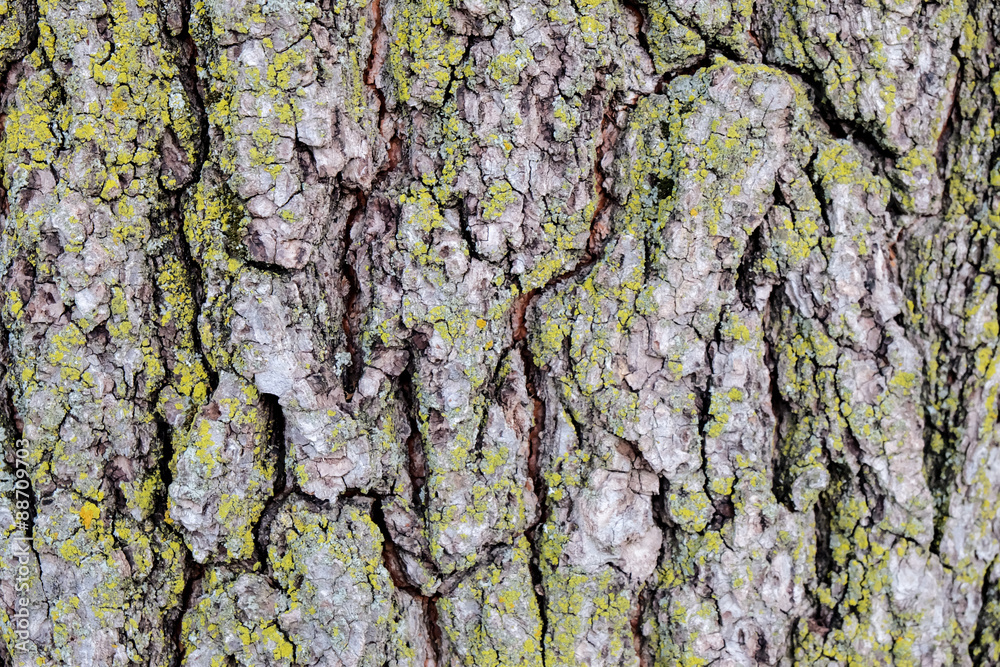 Bark Background Bark Background