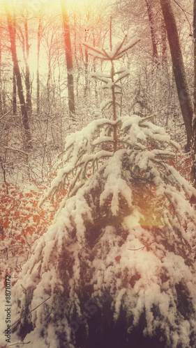 schneebedeckter Tannenbaum © bofotolux