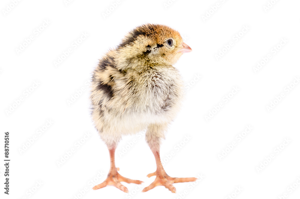 Portrait of a quail chick
