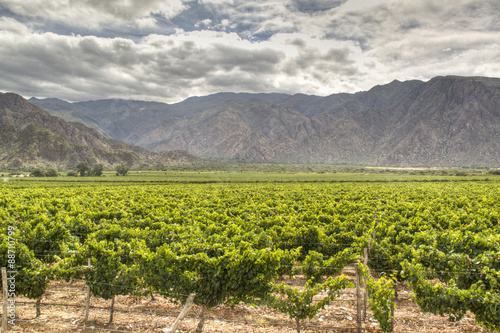 Vine yards in Cafayate, Argentina
 photo