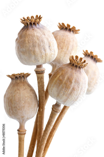 Bunch of five dried poppy seed pods isolated on white.
