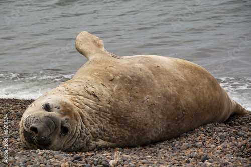 Sea elefant on the beach 