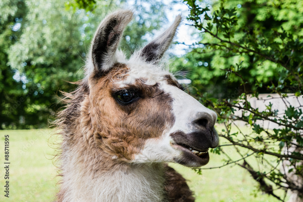 Obraz premium Alpaca Portrait 01