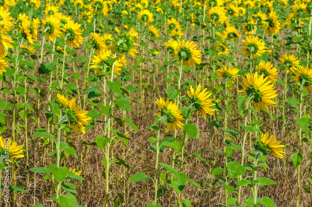 Sonnenanbeter, der Sonne entgegen, sonnenhungrig, Sonnenblumenfeld im Hochsommer, Ausrichtung, gleichgesinnt Sonnenanbeter, der Sonne entgegen, sonnenhungrig, Sonnenblumenfeld im Hochsommer, Ausrichtung, gleichgesinnt