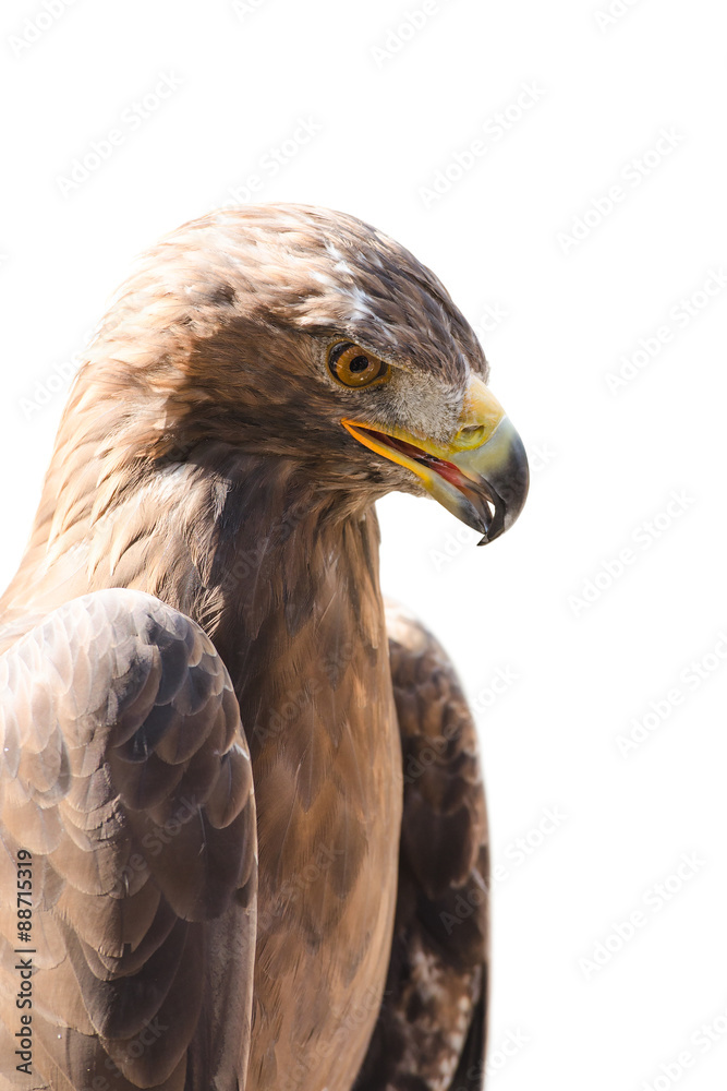 Vertical close-up profile portrait of golden eagle Vertical close-up profile portrait of golden eagle