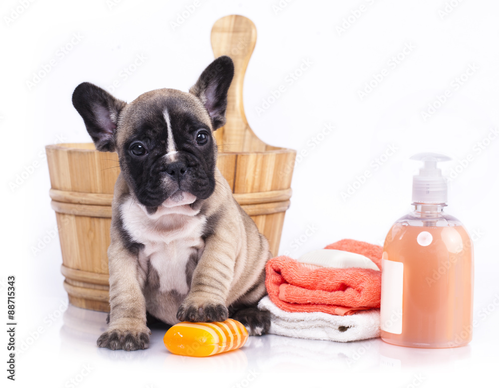 puppy bath time - French  bulldog puppy in wooden wash basin with soap suds