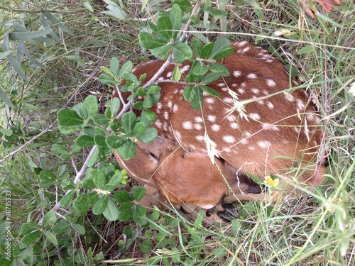 Fawn in Grass