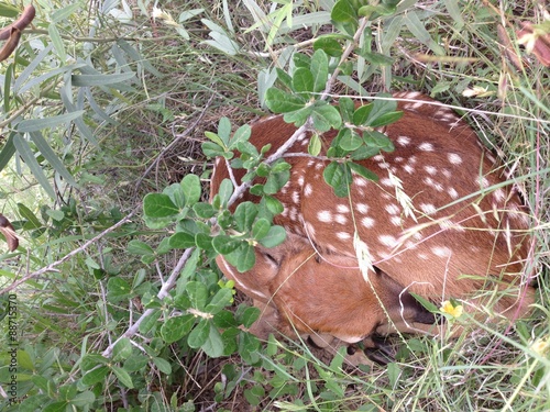 Fawn in Grass