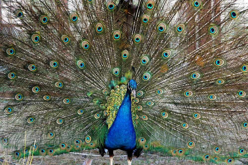Obraz premium Peacock, peafowl