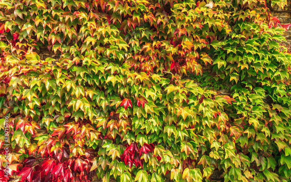Autumn background wall of ivy leaves Autumn background wall of ivy leaves
