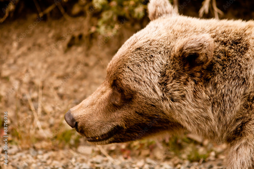 Obraz premium Grizzly, Denali