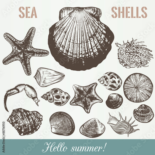 Vector sea shells high detailed objects