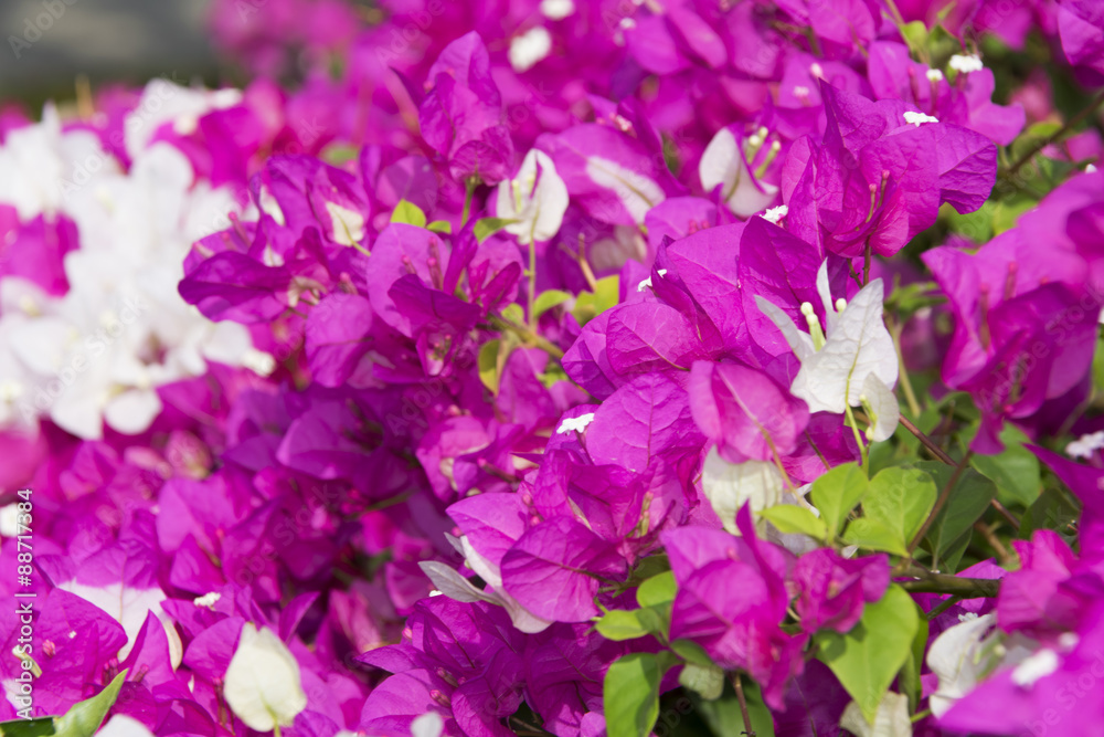 Bougainvillea flower ornament, magenta, white, green, organic, flora, natural, tropical, fresh