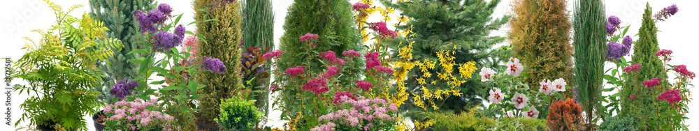 Fototapeta premium Composition of shrubs