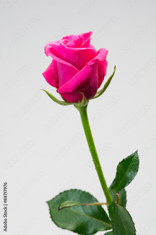 薔薇の花 薔薇の花