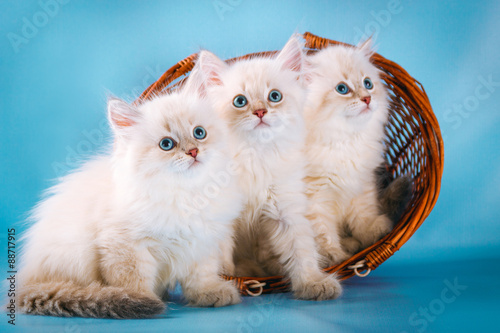 Fotografía Three Neva masquerade  kittens on blue background