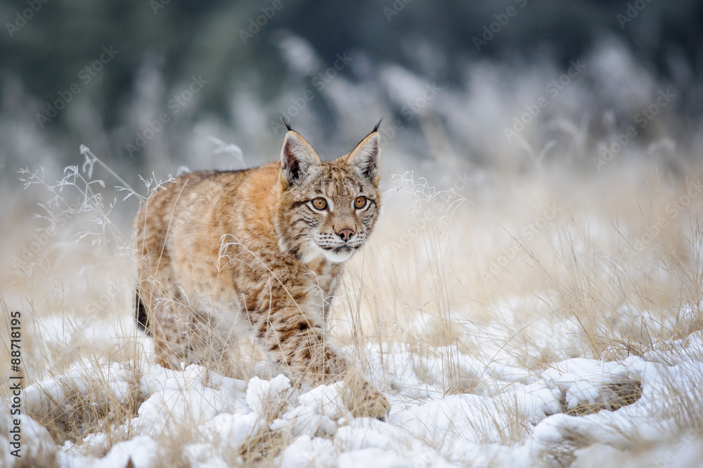 Eurasian lynx cub walking on snow with high yellow grass on background - obrazy, fototapety, plakaty 