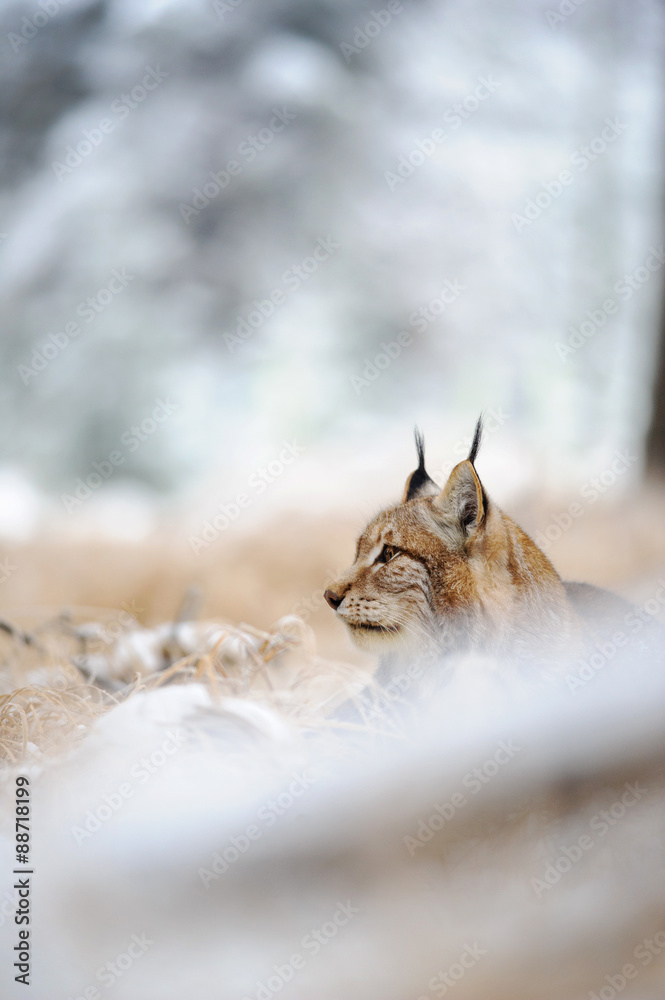 Naklejka premium Eurasian lynx sitting on ground in winter time